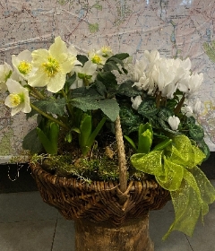 Planted Basket